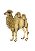 Bactrian camel, illustration