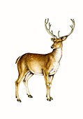 Barasingha deer, illustration