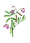 Bitter-vetch (Lathyrus linifolius) in flower, illustration