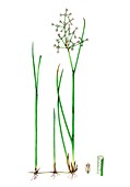 Blunt-flowered rush (Juncus subnodulosus), illustration