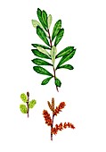 Bog-myrtle (Myrica gale) catkins, illustration