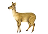 Chinese water deer, illustration