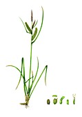 Common sedge (Carex nigra), illustration