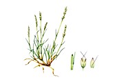 Early hair-grass (Aira praecox), illustration