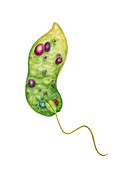 Euglena flagellate protozoan, illustration