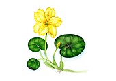 Fringed water lily (Nymphoides peltata), illustration