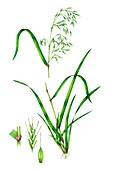 Giant fescue (Festuca gigantea), illustration