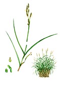 Greater tussock-sedge (Carex paniculata), illustration