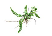 Maidenhair spleenwort (Asplenium trichomanes), illustration