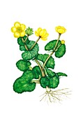Marsh-marigold (Caltha palustris) in flower, illustration