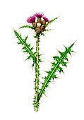Marsh thistle (Cirsium palustre) in flower, illustration