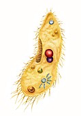 Paramecium protozoan, illustration
