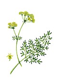 Pepper-saxifrage (Silaum silaus) in flower, illustration