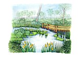 Pond in meadow, illustration