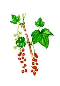 Redcurrant (Ribes rubrum) flowers and fruit, illustration