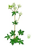 Sanicle (Sanicula europaea) in flower, illustration