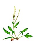 Field sorrel (Rumex acetosella) in flower, illustration