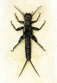 Stonefly larva, illustration