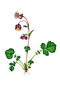 Water avens (Geum rivale) in flower, illustration
