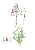 Wavy hair-grass (Deschampsia flexuosa), illustration