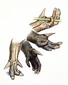 Iguanadon limb anatomy, illustration