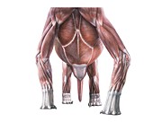 Brachiosaur musculature, illustration