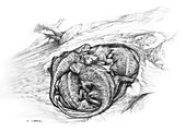 Pinacosaurus death hole, illustration