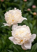 Paeonia lactiflora 'Bridal Icing'