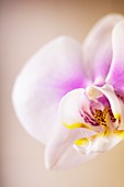 Phalaenopsis Maki Watanabe