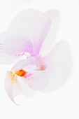Phalaenopsis Nobby's Amy 'Shih Hua'