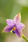 Phalaenopsis Samera 'Blue Sky'