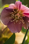 Helleborus niger x orientalis