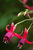 Fuchsia magellanica