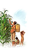 Iroquois maize harvest, illustration