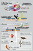 CRISPR-Cas9 gene editing, diagram
