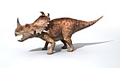 Sinoceratops male dinosaur, illustration