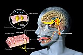 Taste and smell physiology, illustration