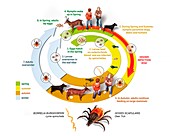 Lyme disease cycle, illustration
