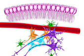 Brain nervous tissue, illustration