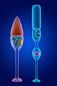 Rod and cone photoreceptor cells, illustration