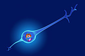 Glial cell, illustration