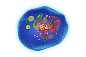 Keratinocyte skin cell, illustration