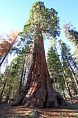 Giant Sequoia (Redwood) trees