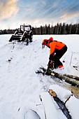 Lumberjack cutting log with chainsaw in winter