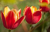 Tulips (Tulipa 'Hot Honey Rag')