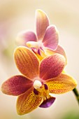 Phalaenopsis tzu chiang balm 'Ot0076' orchid