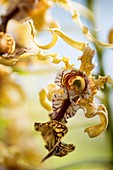 Dendrobium spectabile orchid