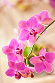 Phalaenopsis 'Brother Oconee' orchid