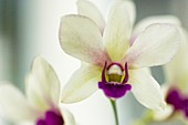 White and purple lip dendrobium orchid