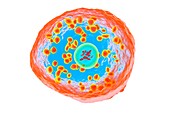 Basophil white blood cell, illustration